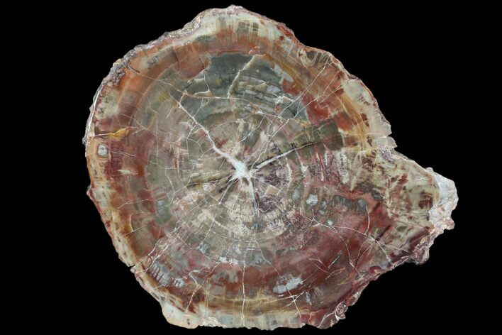 Polished Petrified Wood (Araucaria) Slab - Arizona #80894